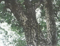 Phellodendron amurense Rupr.:großer Baum