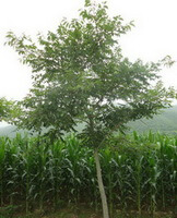 Phellodendron amurense Rupr.:lille træ