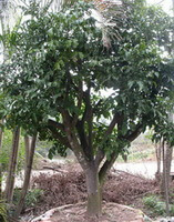 Phellodendron chinense Schneid.:træ