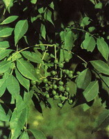 Phellodendron chinense Schneid.:Blätter und Früchte