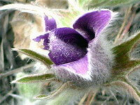 Pulsatilla ambigua Turcz.ex Pritz.:blomstrende plante