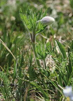 Pulsatilla campanella Fisch.ex Regel.:plante à fleurs