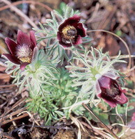 Pulsatilla cernua Thunb.Bercht.et Opiz.:pianta in fiore