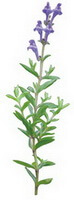 Scutellaria amoena G.H.Wrignt.: tegning af plante og blomst