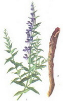 Scutellaria baicalensis Georgi:Zeichnung von Pflanze und Kraut