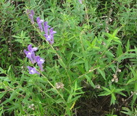 Scutellaria baicalensis Georgi:piante in crescita