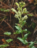 Scutellaria likiangensis Diels.:blühende Pflanze