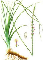 Anemarrhena asphodeloides Bge:tegning af plante og urter
