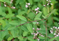 Apocyman venetum L.:flowering plant