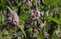 Buddleja officinalis Maxim:pianta in fiore