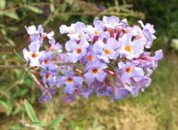 Buddleja officinalis Maxim:flowers cluster