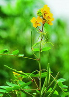 Cassia obtusifolia L.:blomstrende plante