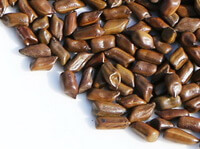 Cassia Seed:herb photo