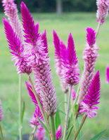 Celosia argentea L:fleurs