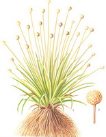 Eriocaulon beurgerianum Koern:disegno di pianta