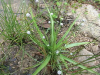 Eriocaulon beurgerianum Koern:flowering plant at riverside