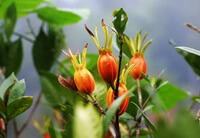 fruiting tree of Gardenia jasminoides Ellis with several orange-colored fruits growing on branch tip.