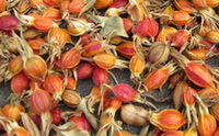 dried orange-colored Cape-jasmine Fruits are piled together