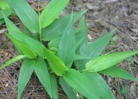 Lophatherum sinense Rendle.:growing plant