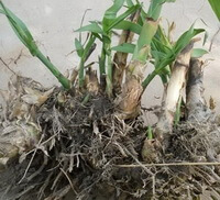 Phragmites communis:plant with rhizome is dig out