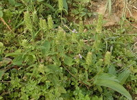 Prunella Vulgaris:growing plants