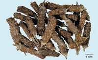Prunella Vulgaris:dried herb