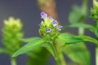 Prunella hispida Benth.:blomstrende plante
