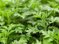 Artemisia argyi Levl .et Vant.:wachsende Pflanzen