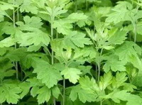 Artemisia argyi Levl .et Vant.:faire pousser des plantes