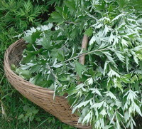 Artemisia argyi Levl .et Vant.:feuilles fraîches récoltées