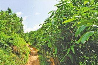 Cinnamomum cassia Presl.:Bäume wachsen