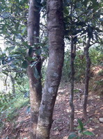 Cinnamomum cassia Presl.:old tree