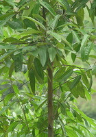 Cinnamomum cassia Presl.:albero che cresce