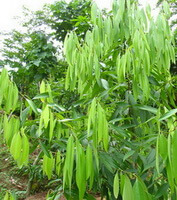 Cinnamomum cassia Presl var.macrophyllum Chu:growing tree
