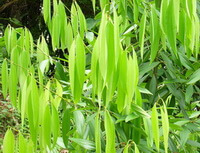 Cinnamomum cassia Presl var.macrophyllum Chu:stilke og blade