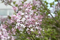 Eugenia caryophyllata Thunb.:flowering tree