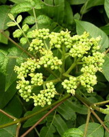 Evodia rutaecarpa Juss.Benth.:fruiting tree