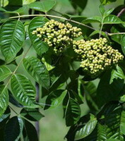 Evodia rutaecarpa Juss.Benth.var.bodinieri Dode Huang.:arbre fruitier