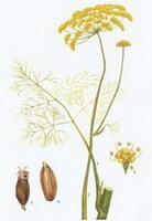 Foeniculum vulgare Mill.:Zeichnung von Pflanzenblütenfrüchten