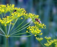 Foeniculum vulgare Mill.:flowering plant with a honey bee