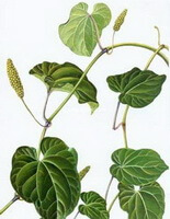 Piper longum L.:tegning af plante