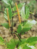 Piper longum L.:blühende Pflanze