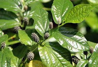 Piper longum L.:fruiting plant