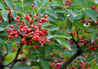 Zanthoxylum bungeanum Maxim.:fruiting tree