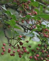 Zanthoxylum bungeanum Maxim.:ripening fruits