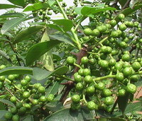 Zanthoxylum schinifolium Sieb.et Zucc.:fruiting tree
