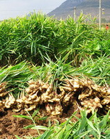 Zingiber officinale Rosc.:høstet frisk ingefær