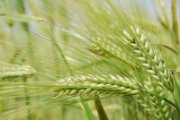 Hordeum vulgare L.:growing barley