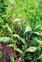 Polygonum hydropiper L:blomstrende plante