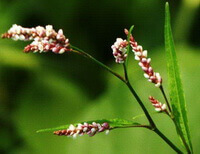 Polygonum hydropiper L:blomstrende plante